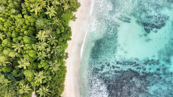 Aerial view of beach and trees